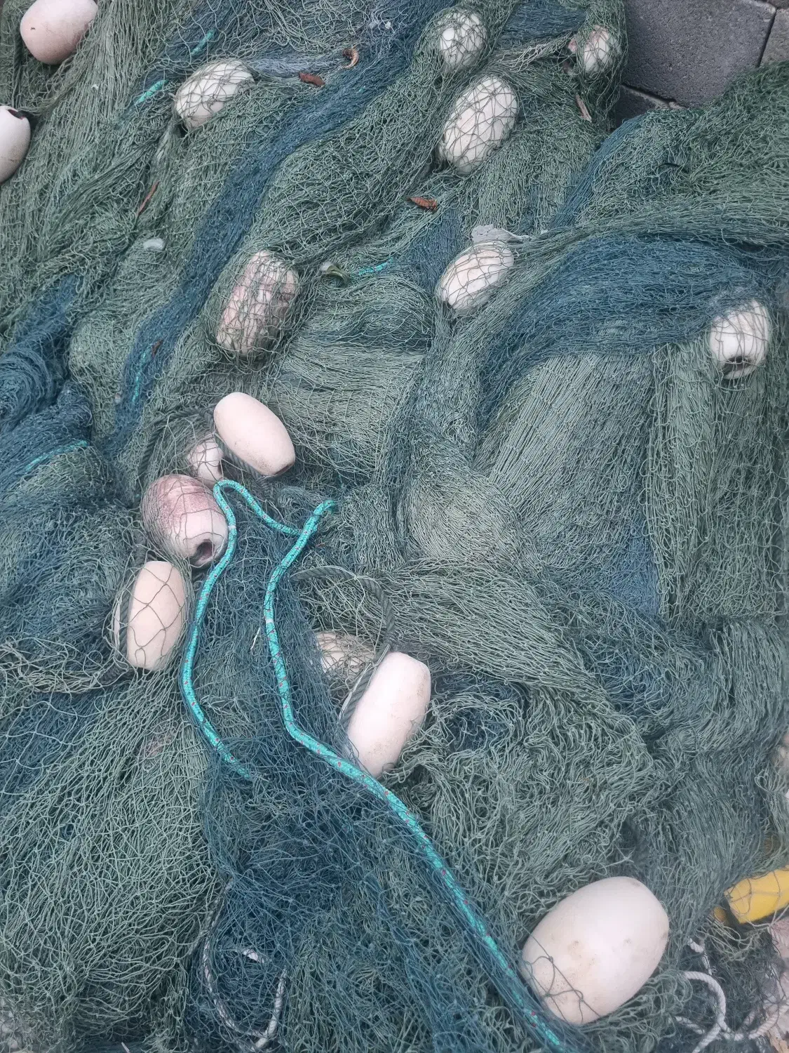 توردفره بندردیر|ماهیگیری|بوشهر, |دیوار