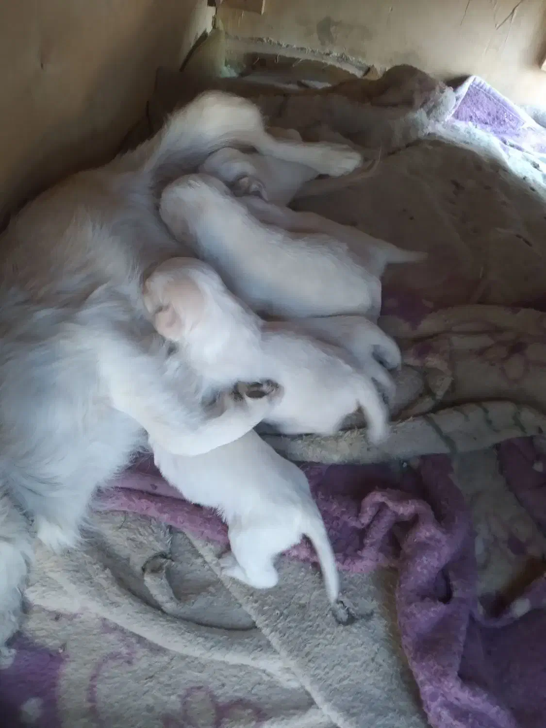 واگذاری توله سگ اشپیتز|سگ|داران, |دیوار