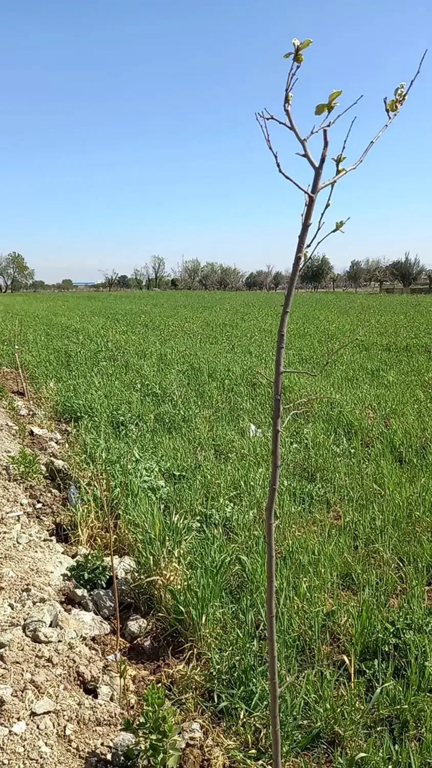 فروش زمین|فروش دفتر صنعتی، کشاورزی، تجاری|کهریزک, |دیوار