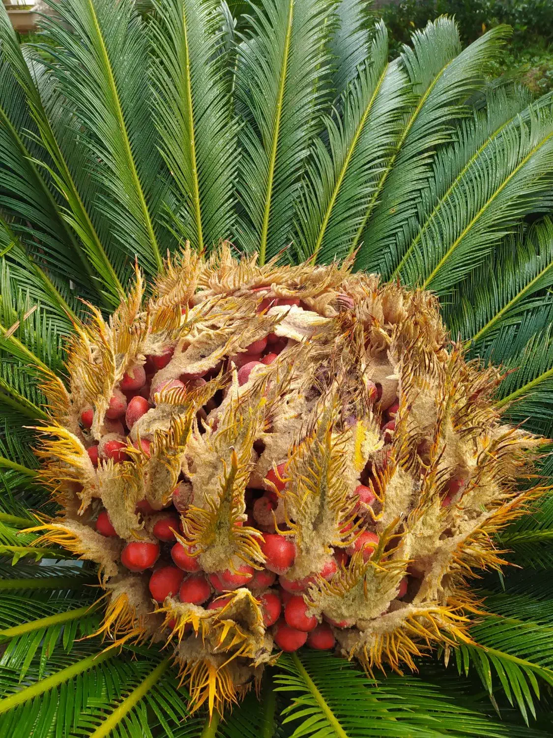 فروش بذر سیکاس آماده کاشت|گل و گیاه طبیعی|آستانه اشرفیه, |دیوار