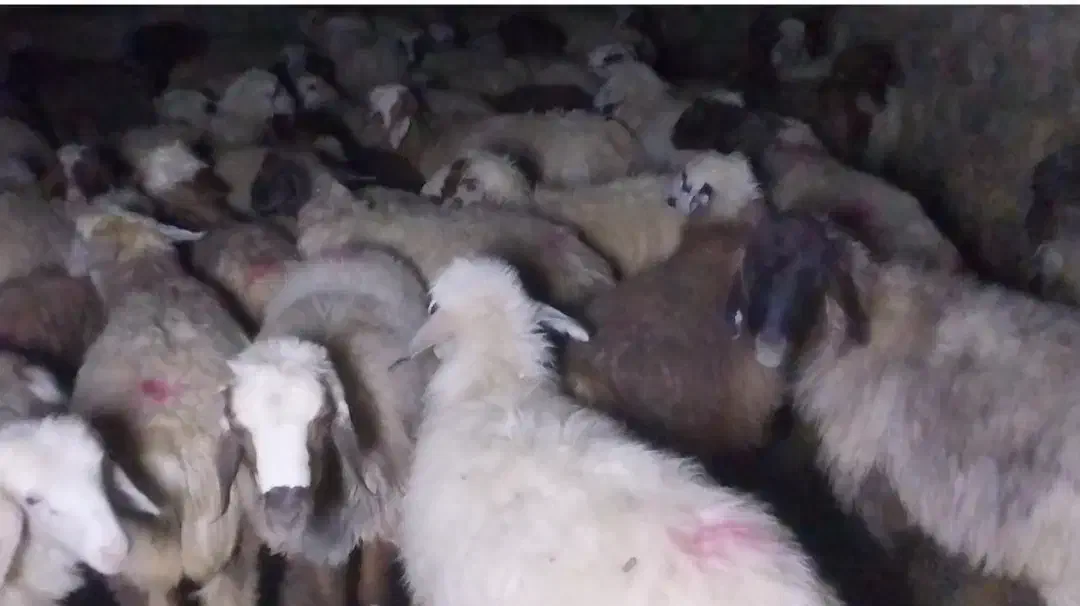 گوسفند با ماشین مدل بالا و تراکتور مدل ۹۶به بالا|حیوانات مزرعه|سپیدان, |دیوار