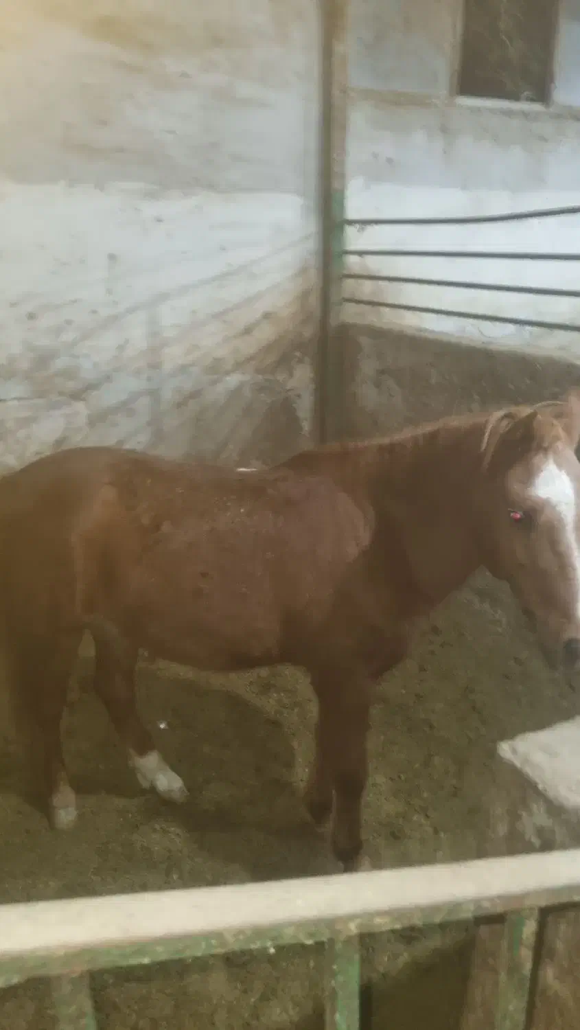 اسب پونی.پرشی مقام دار|اسب و تجهیزات اسب‌سواری|پاکدشت, پاکدشت (مامازند)|دیوار