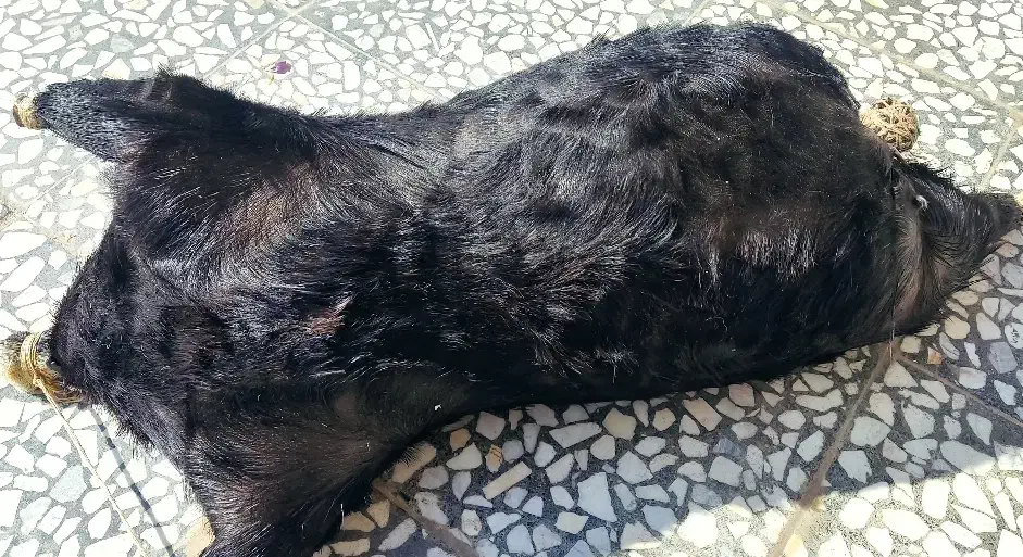 هیزه|صنایع دستی و سایر لوازم تزئینی|الشتر, |دیوار