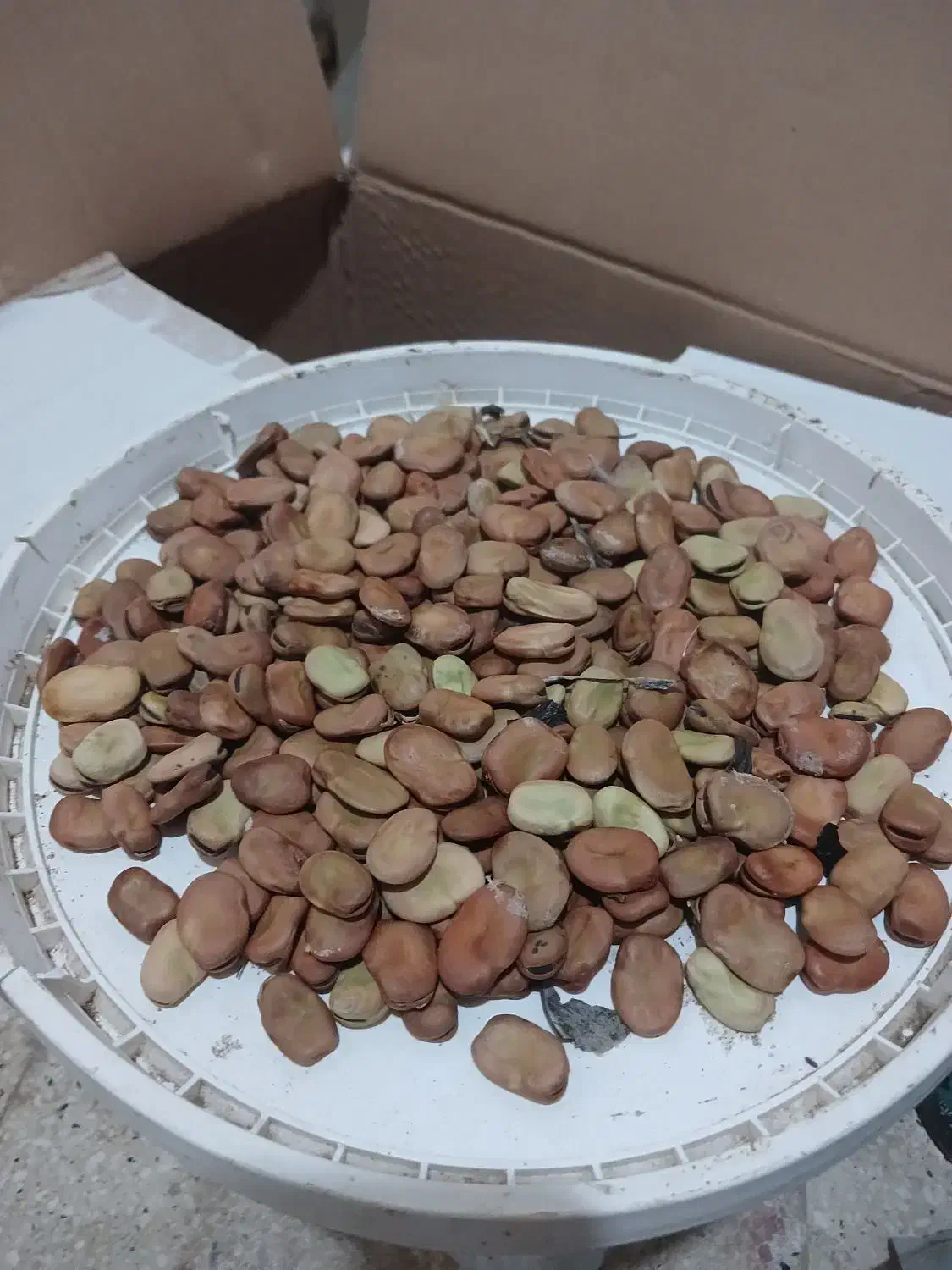 باقلاهفت بند|خوردنی و آشامیدنی|فرح آباد, |دیوار