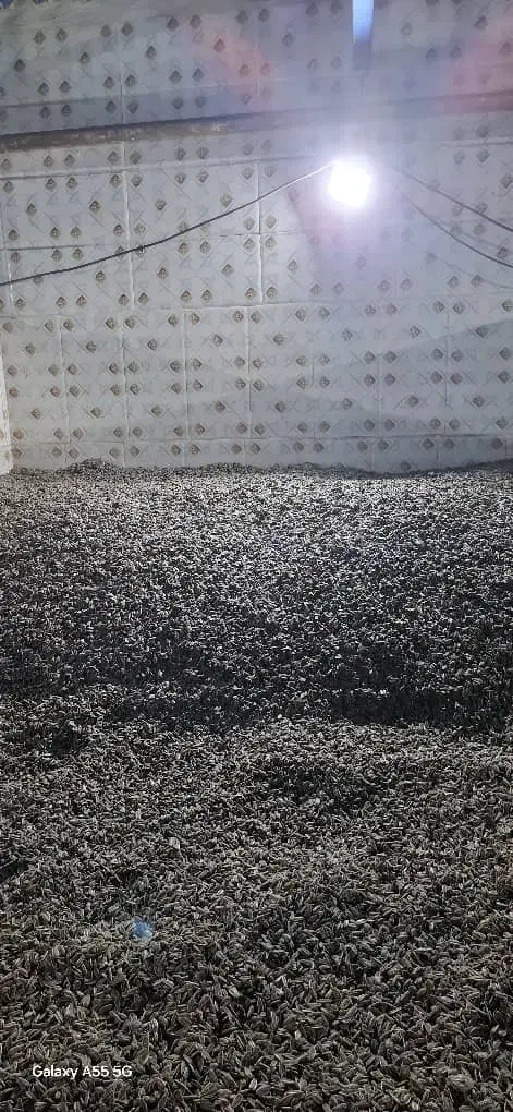 تولیدوپخش تخمه خام تفت داد تناژ|عمدهفروشی|مشهد, مهدی آباد|دیوار