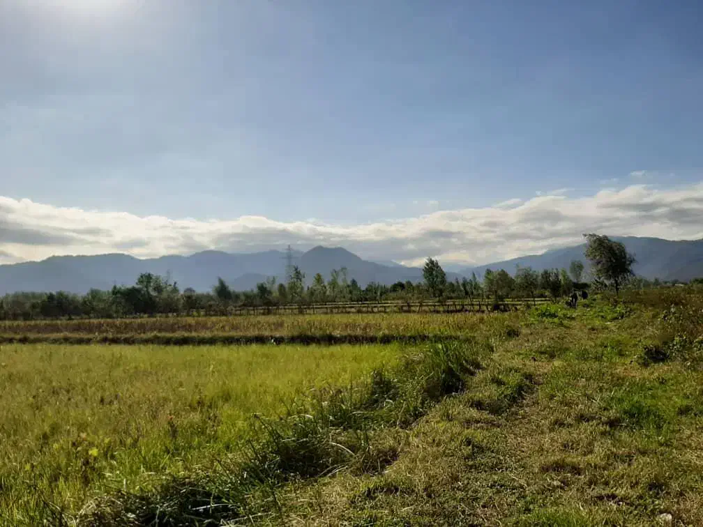 زمین مزروعی ۴۵هزارمترتسطیح نشده،باتمام امتیازات|فروش دفتر صنعتی، کشاورزی، تجاری|تالش, هشتپر|دیوار