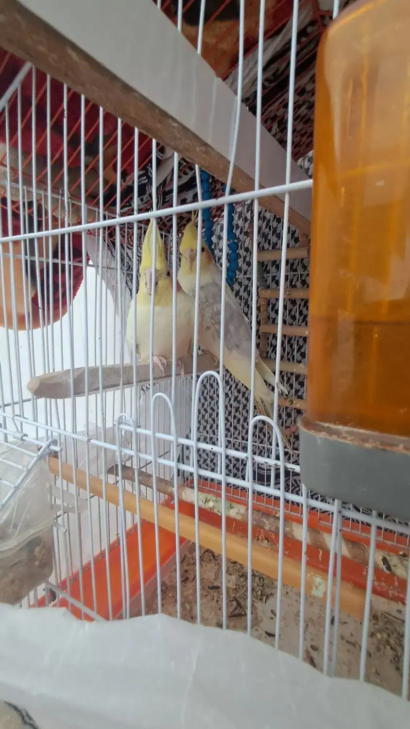 عروس هلندی|پرنده|خاو و میرآباد, |دیوار