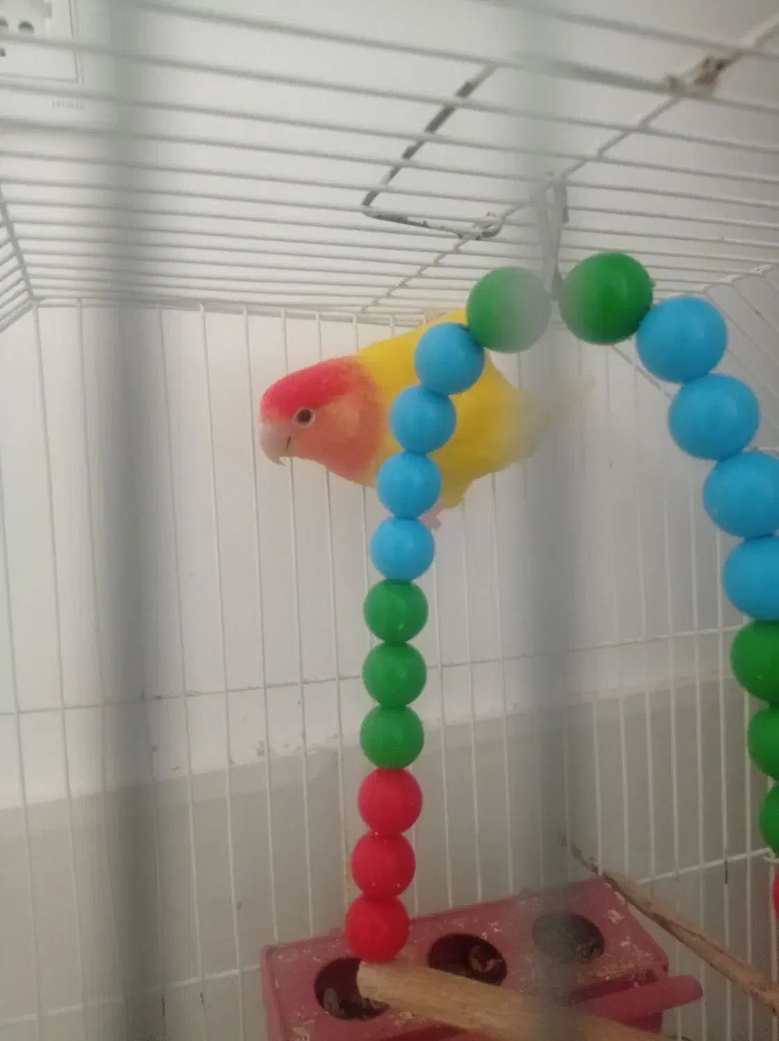 طوطی کتوله برزیلی|پرنده|شهر بابک, |دیوار