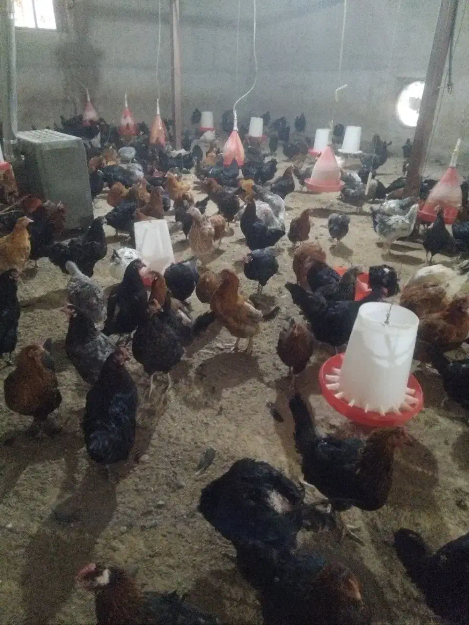 فروش مرغ جوان گلپایگانی تخم گذار ‌‌ به قیمت|حیوانات مزرعه|رودبار, |دیوار