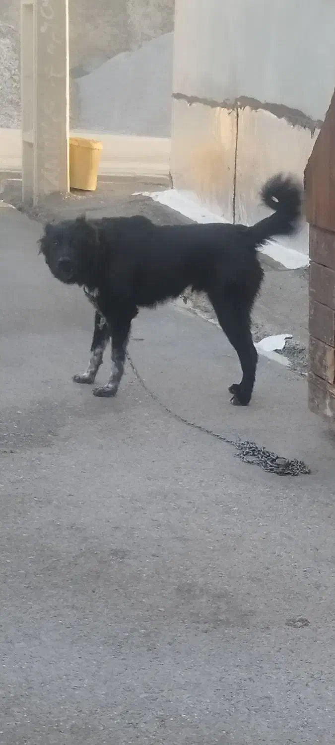 سگ قدرجونی نر 6ماهه|سگ|چوار, |دیوار