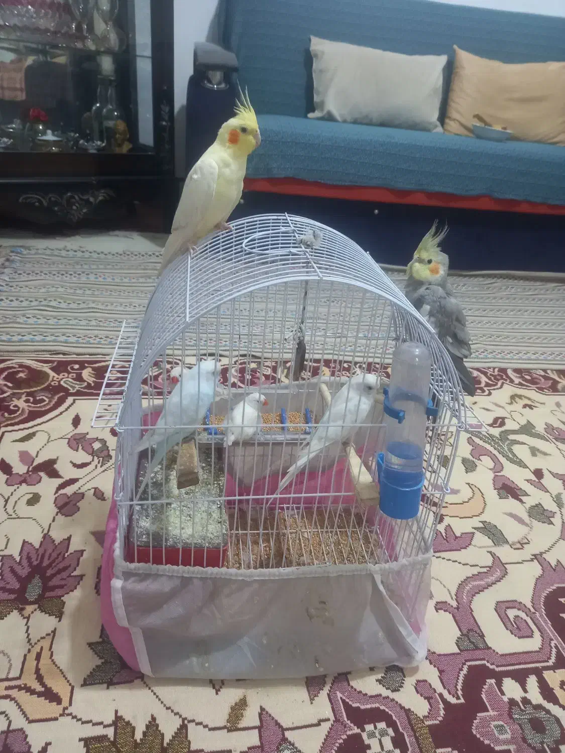 عروس هلندی مرغ عشق فنج|پرنده|تبریز, |دیوار