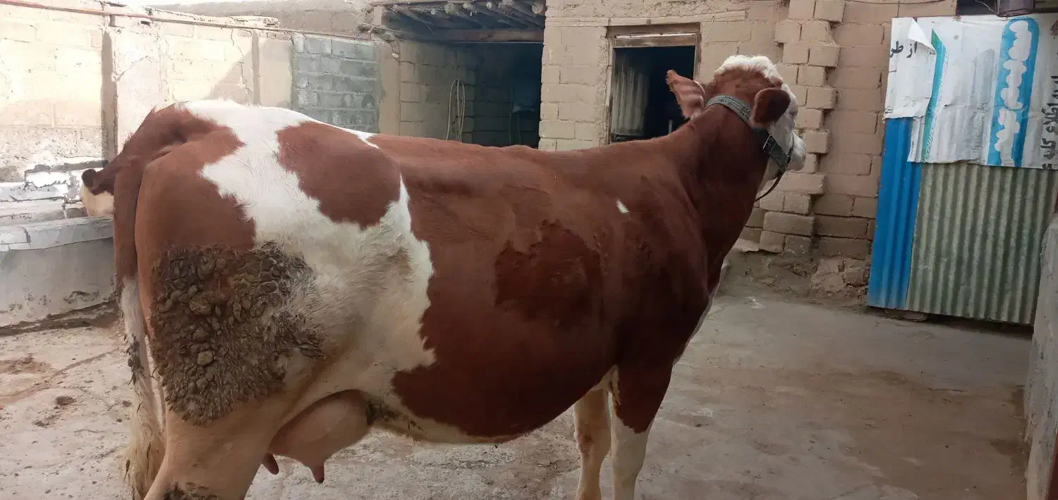 گاو|حیوانات مزرعه|میاندوآب, |دیوار