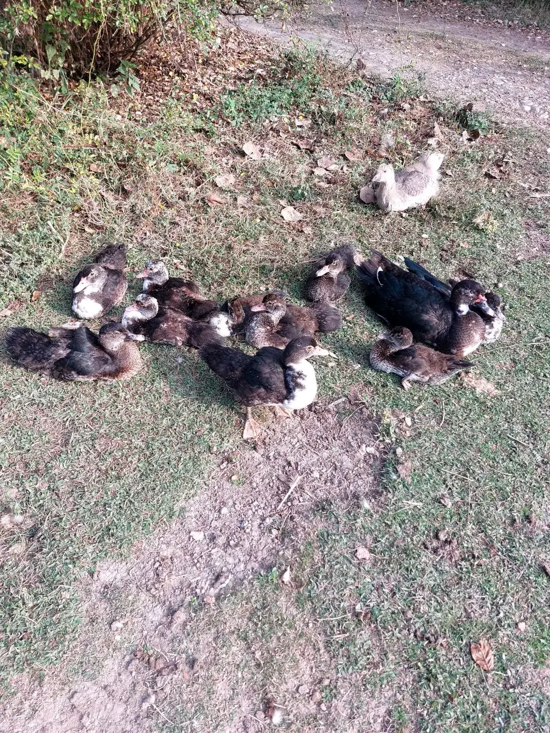 اردک اسراییلی سه ماهه|حیوانات مزرعه|شاندرمن, |دیوار