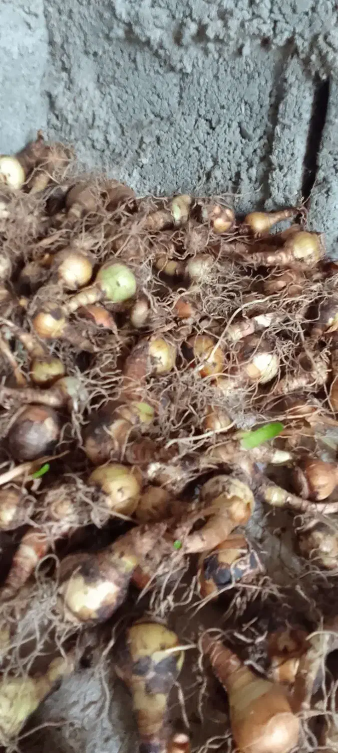 پیاز گل دانه برفی یا زنگوله|گل و گیاه طبیعی|لاهیجان, بازکیاگوراب|دیوار