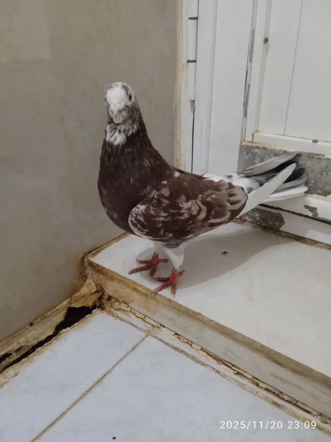 سرور|پرنده|تبریز, |دیوار