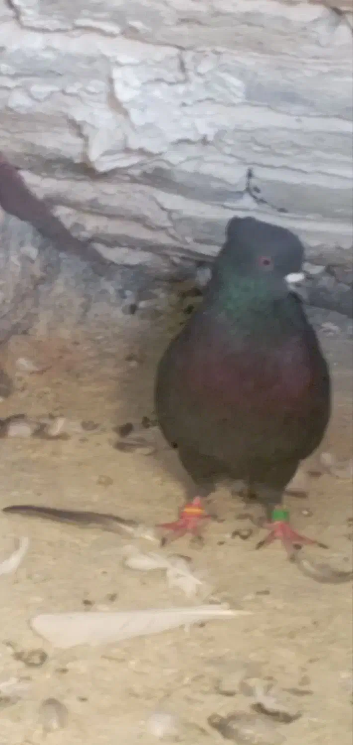 کبوتر سیاه|پرنده|نورآباد, |دیوار