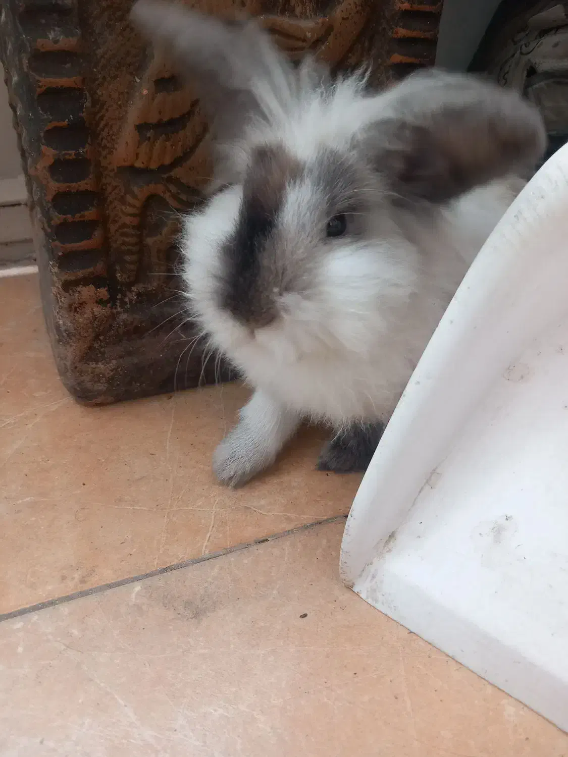 خرگوش لپ|موش و خرگوش|اقبالیه, |دیوار