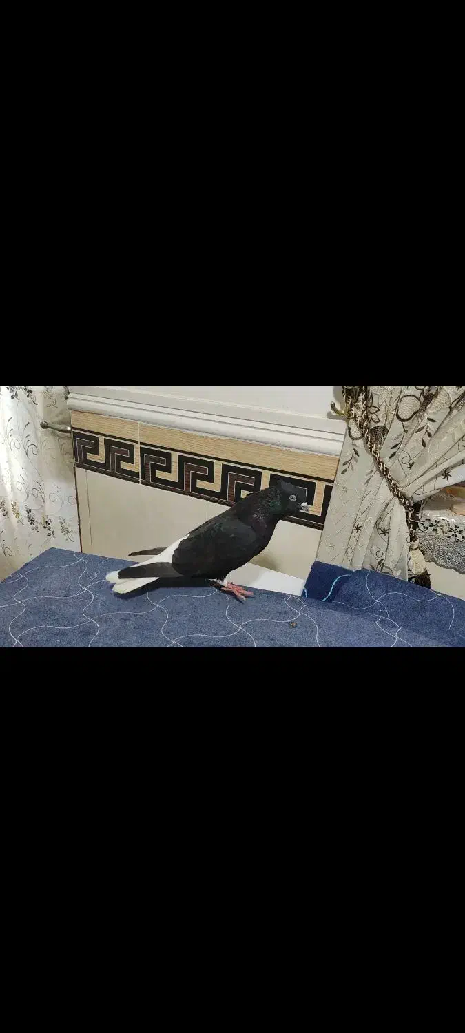 اشعل|پرنده|خرمشهر, |دیوار