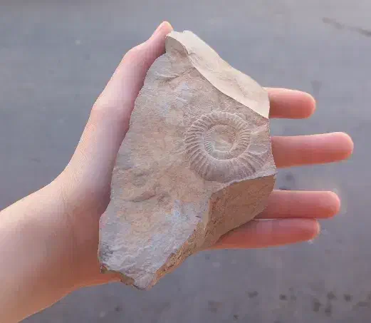 فسیل آمونیت|کلکسیون اشیاء عتیقه|قم, محمد آباد|دیوار