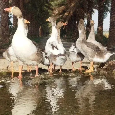 ۷ عدد غاز|پرنده|جیرفت, |دیوار