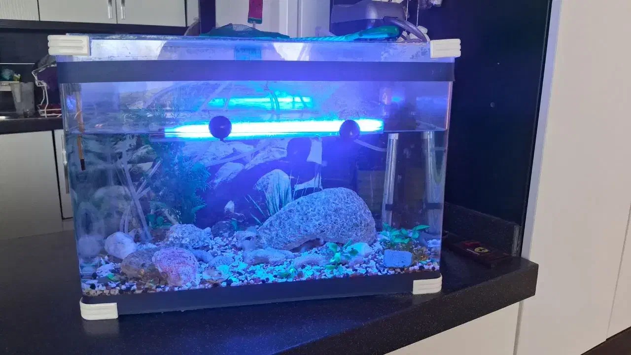 اکواریوم|ماهی|قم, انسجام|دیوار