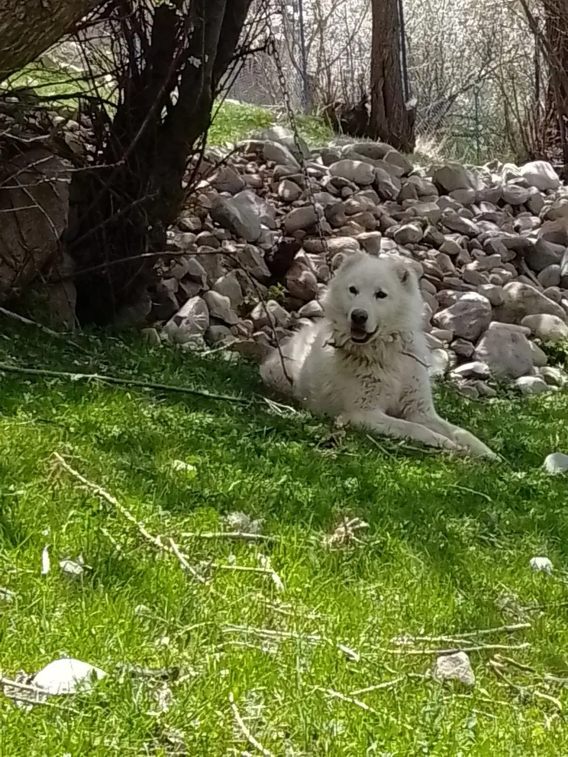 سگ گله به شرط|سگ|بستان آباد, |دیوار