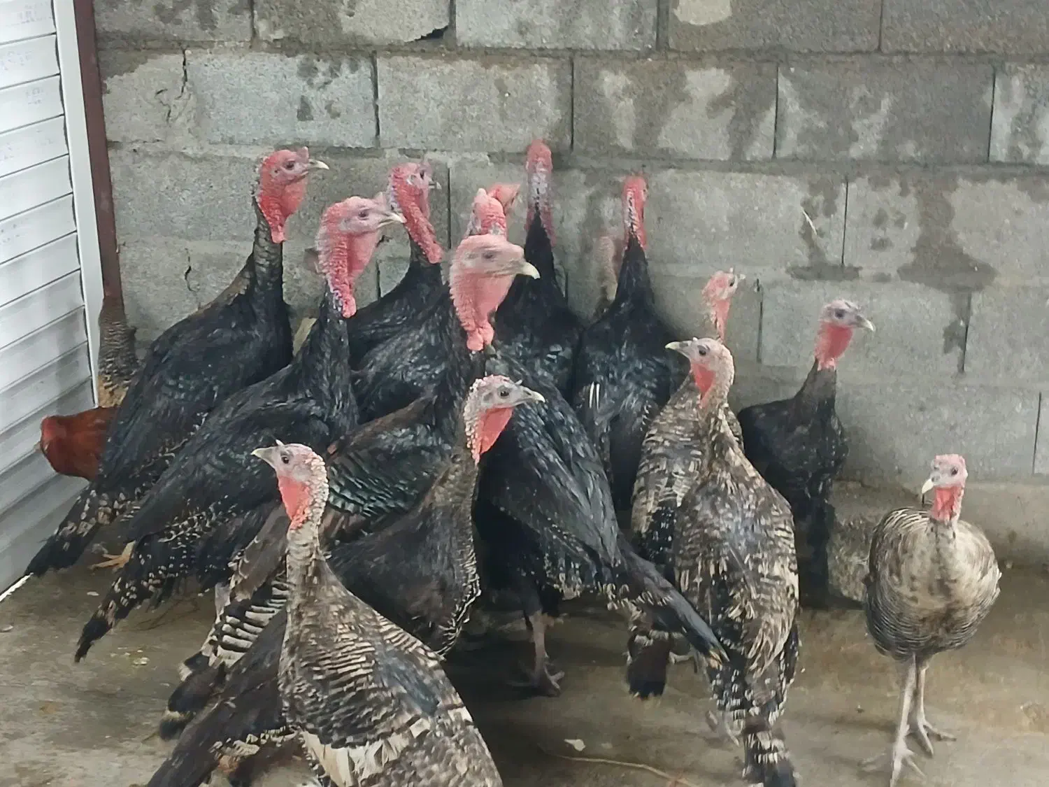 بوقلمون محلی خروس کبابی|حیوانات مزرعه|رضوانشهر, |دیوار