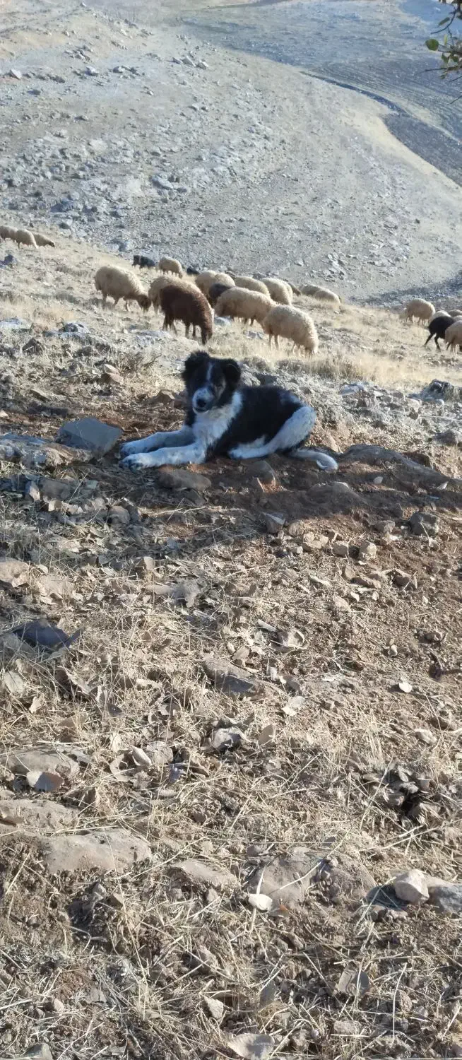 سگ گله ای|سگ|اسلامآباد غرب, |دیوار