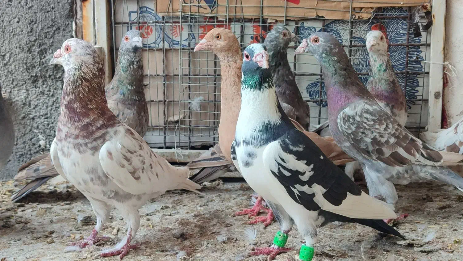 کفتر جنگنده|پرنده|اندیمشک, |دیوار