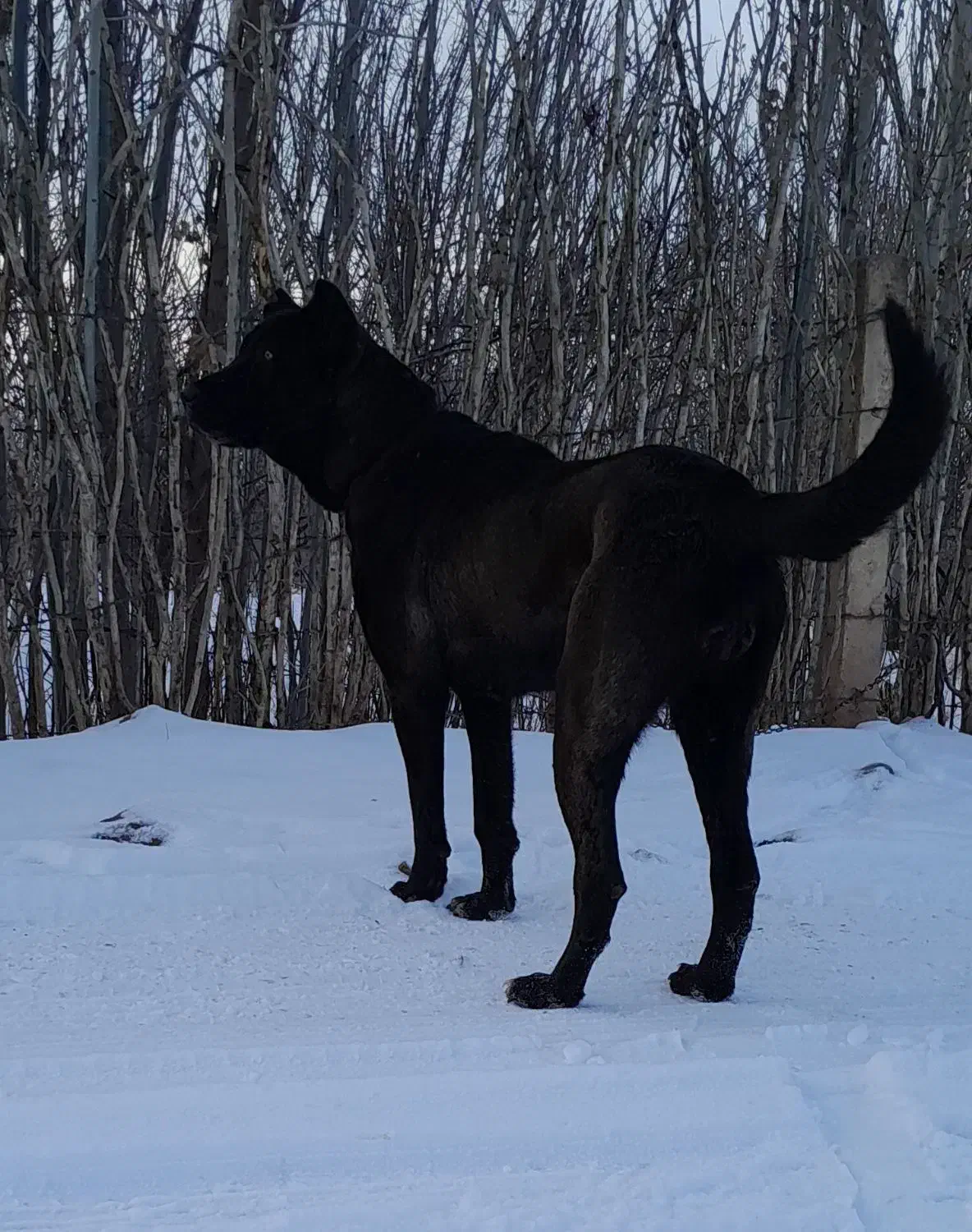 ماده سرابی اصیل|حیوانات|مرند, |دیوار
