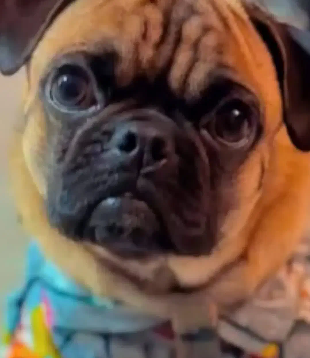 سگم گمشده (مژدگانی قابل توجه)|سگ|اصفهان, سپاهان‌شهر|دیوار