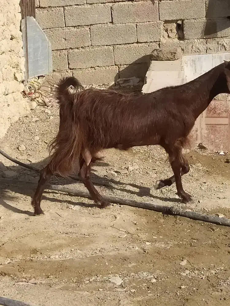بز دوقلو زا با بچه هاش|حیوانات مزرعه|سراوان, |دیوار