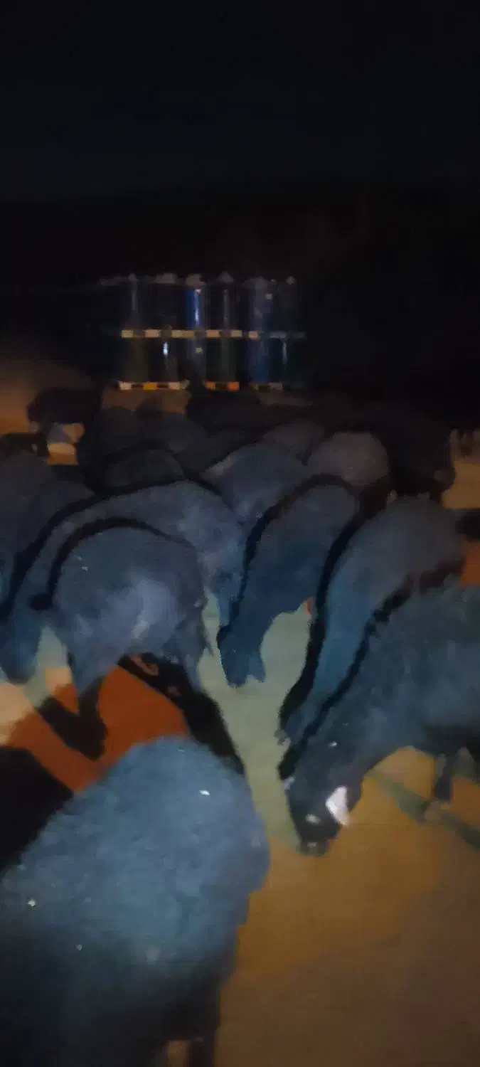 گوسفندجوان‌قره‌قزل|حیوانات مزرعه|شاهین دژ, |دیوار