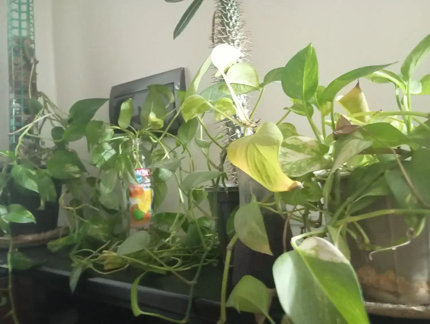 گیاه|گل و گیاه طبیعی|ری, دولت‌آباد|دیوار