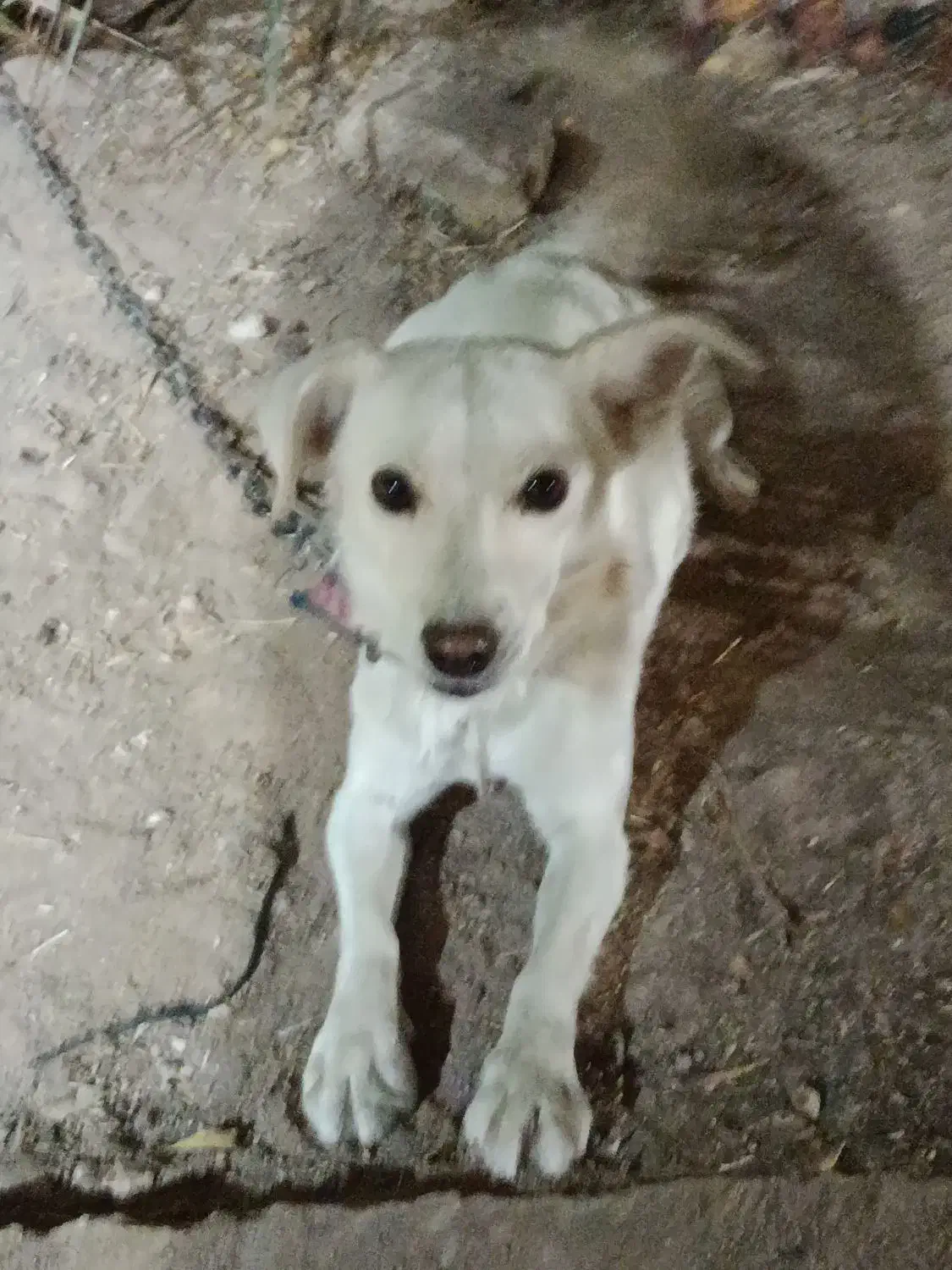 سگ پا کوتاه|سگ|اردکان, |دیوار