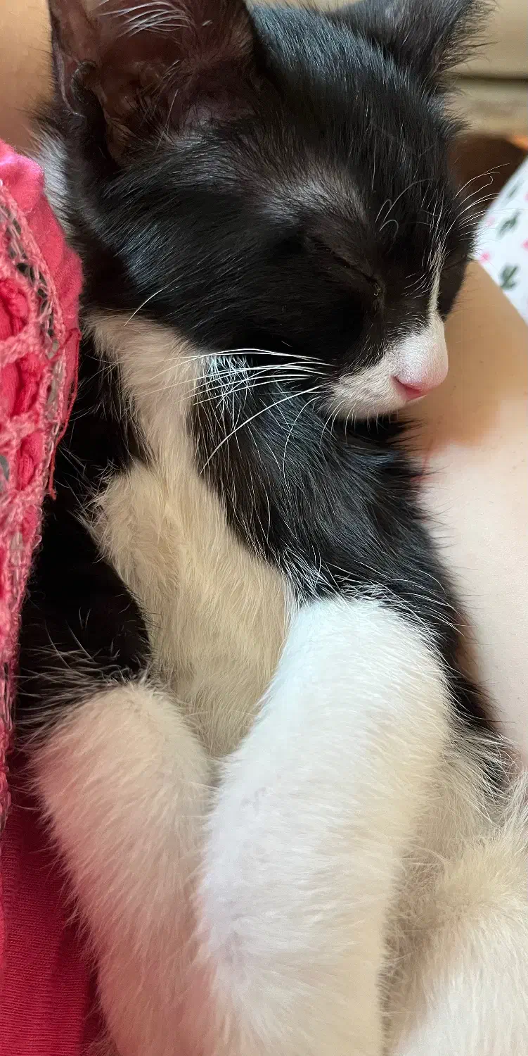 گربه چهارماهه|گربه|کاشان, فاز ۲ ناجی آباد|دیوار