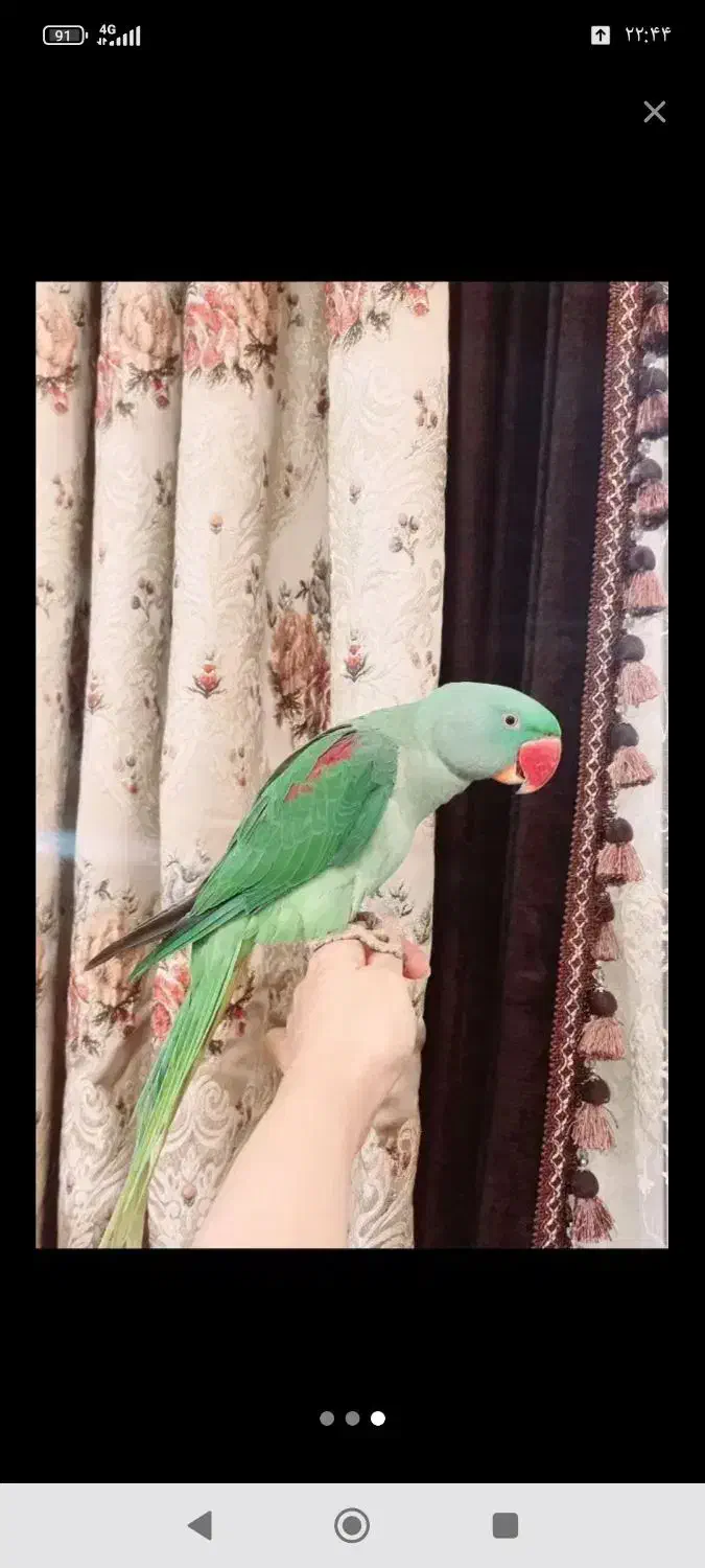 شاه طوطی نر رام و دستی|پرنده|چالوس, |دیوار