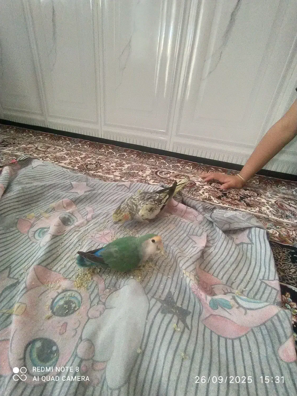 گم شده|پرنده|ملایر, |دیوار