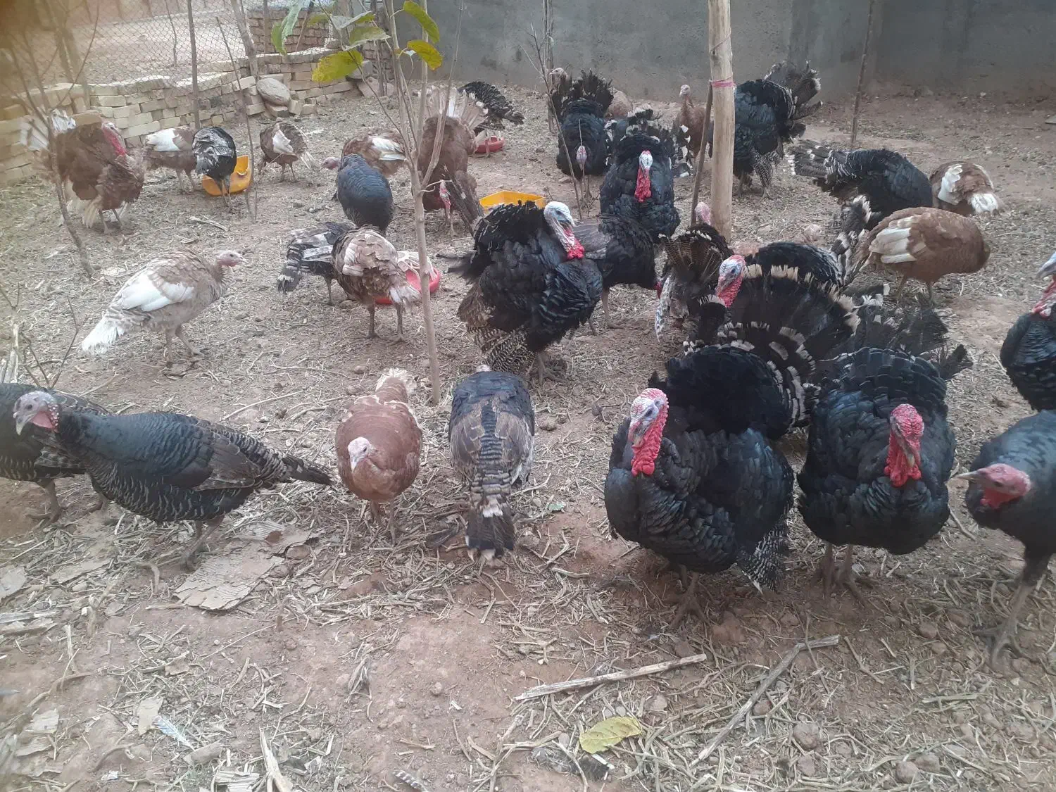 بقلمون|حیوانات مزرعه|قیدار, |دیوار