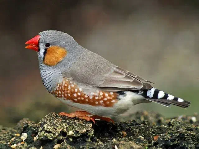 دوعدد فنچ گلدین وزبرا با قفس ولوازم|پرنده|میانه, |دیوار