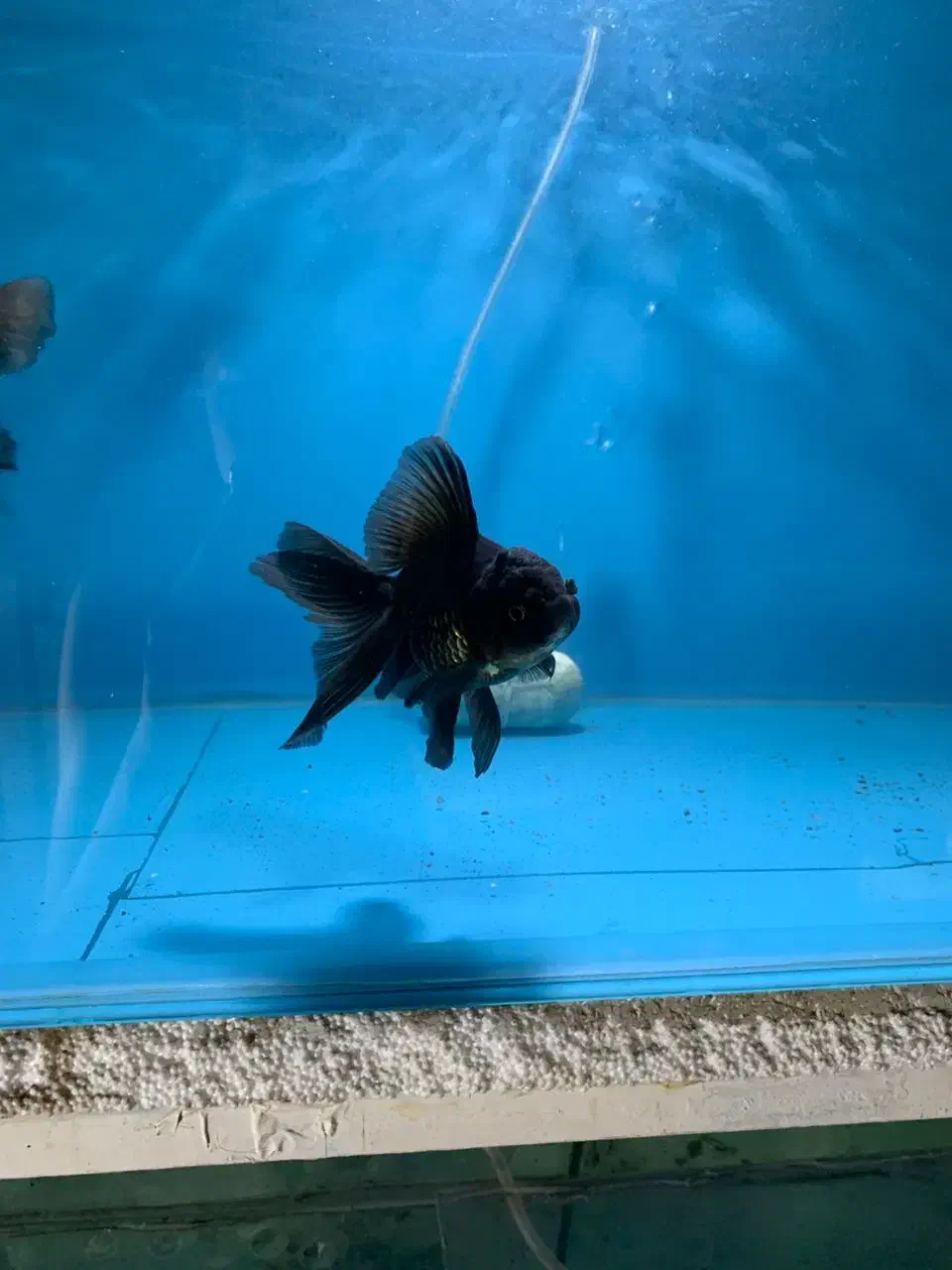 انواع ماهی گلدفیش بوفالو کوریدوراس دیسکس کوی و...|ماهی|مشهد, کوی راد|دیوار