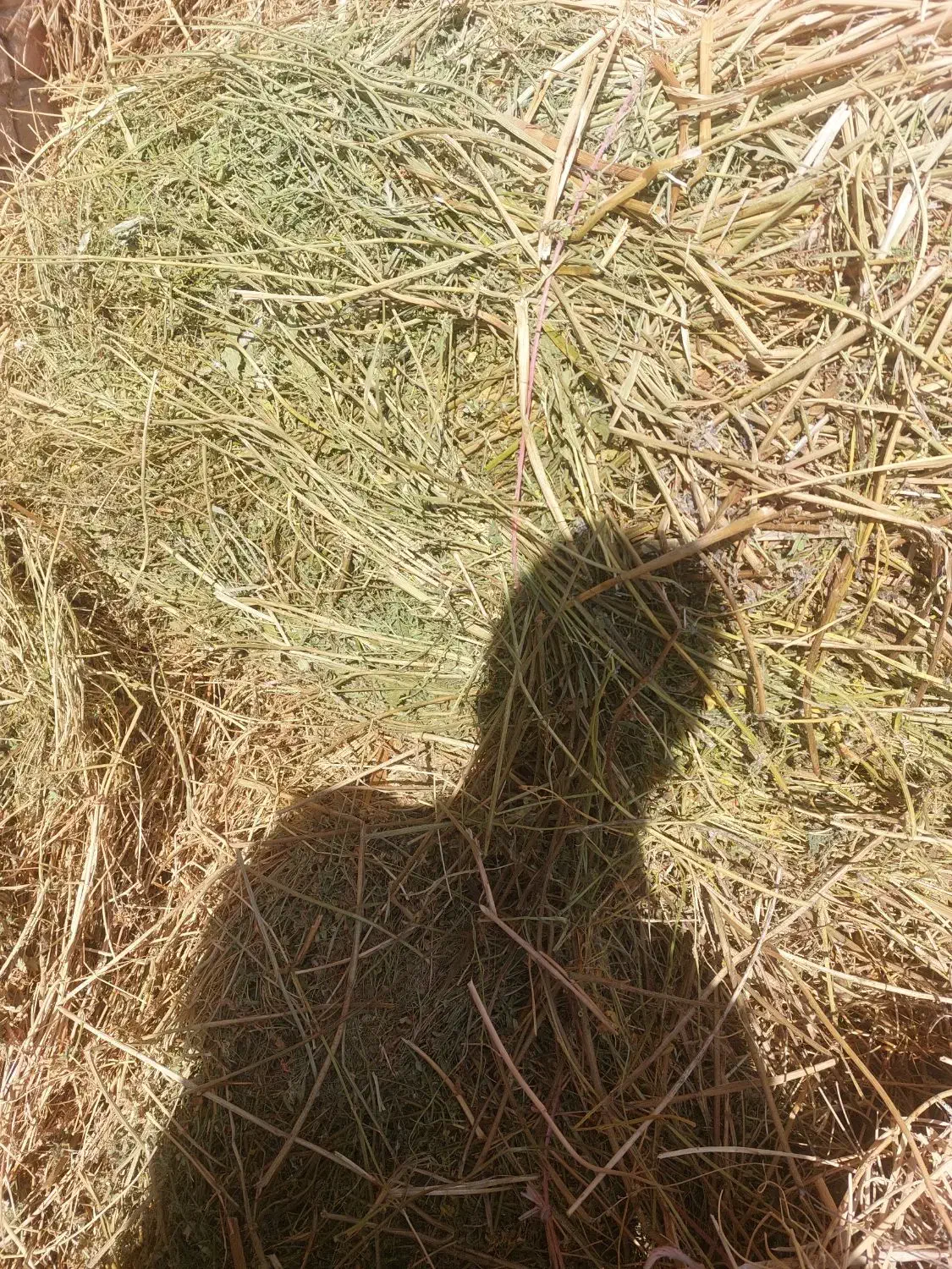 علف خشه ۱۵۰ بسته دستی|لوازم جانبی حیوانات|سراب, |دیوار