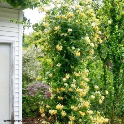 خدمات امور باغبانی گلکاری باغچه کاری هرسکاری کودهی|خدمات باغبانی و درختکاری|پردیس, فاز ۴|دیوار