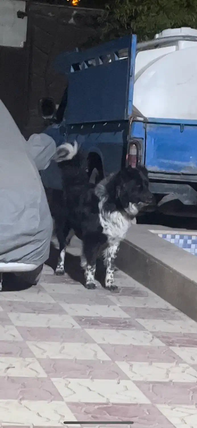 سگ قهدریجانی اصیل|سگ|فردوسیه, |دیوار