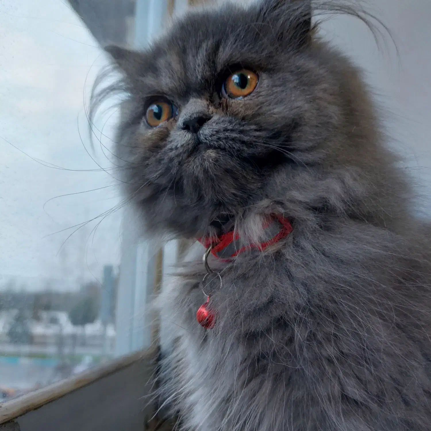 فروش گربه پرشین|گربه|لنگرود, |دیوار