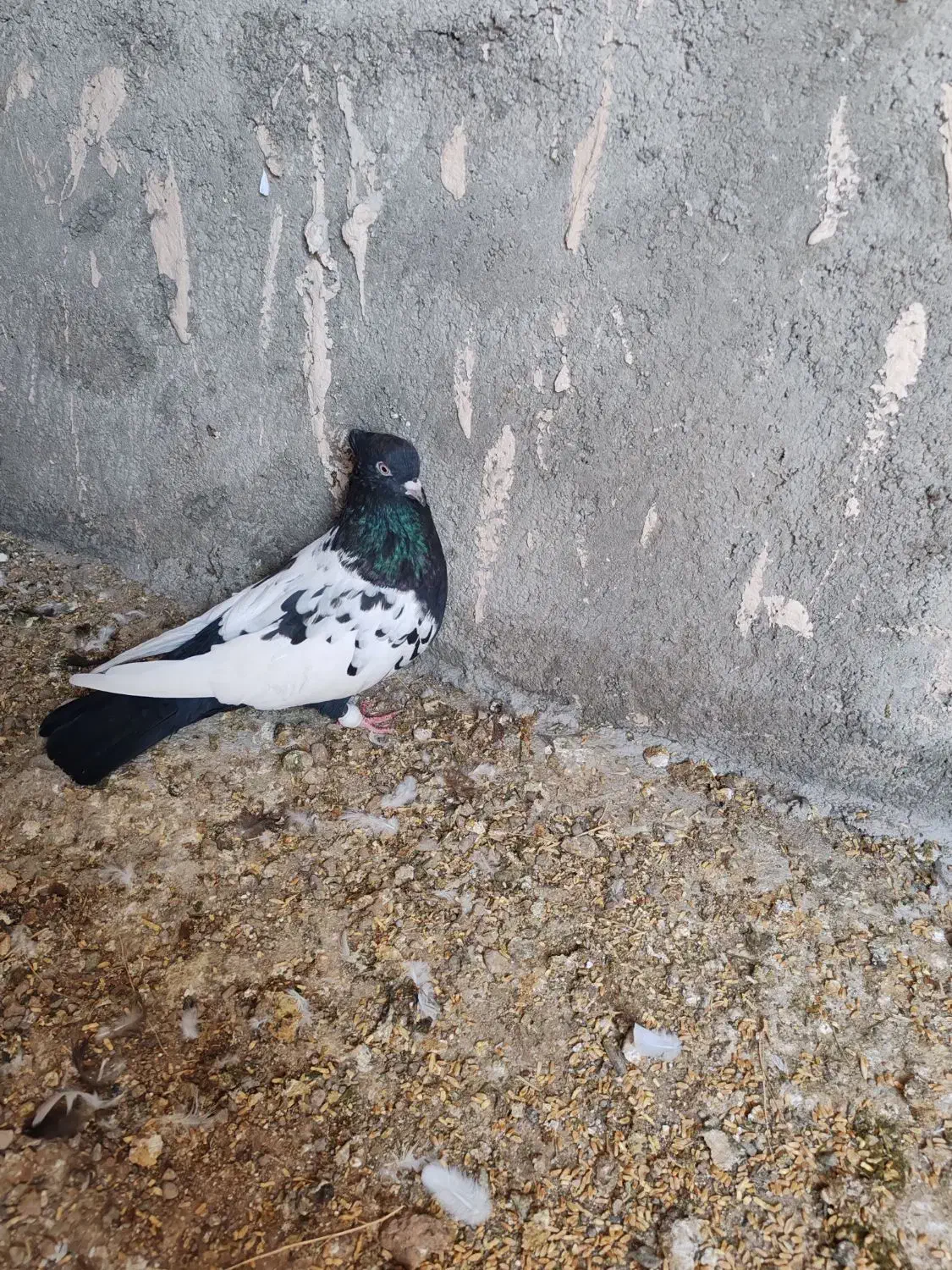 ماده المانی|پرنده|نیشابور, شهرک بهداری|دیوار