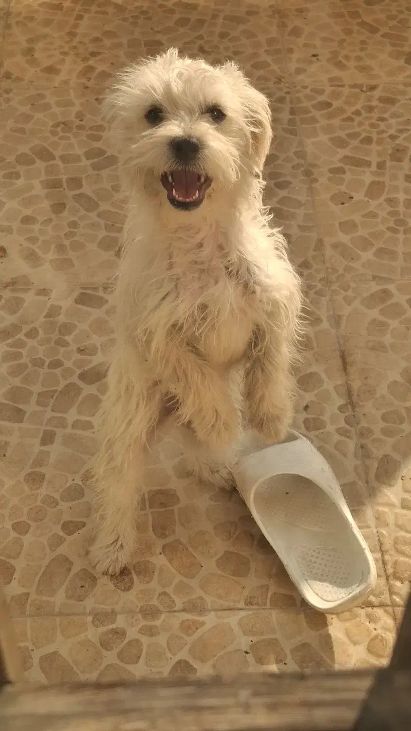 سگ بازیگوش|سگ|شاهرود, |دیوار