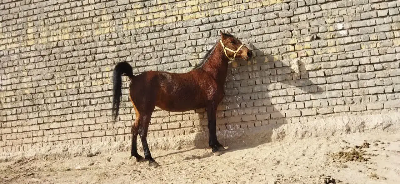 فروش اسب|اسب و تجهیزات اسب‌سواری|قم, امامزاده ابراهیم|دیوار
