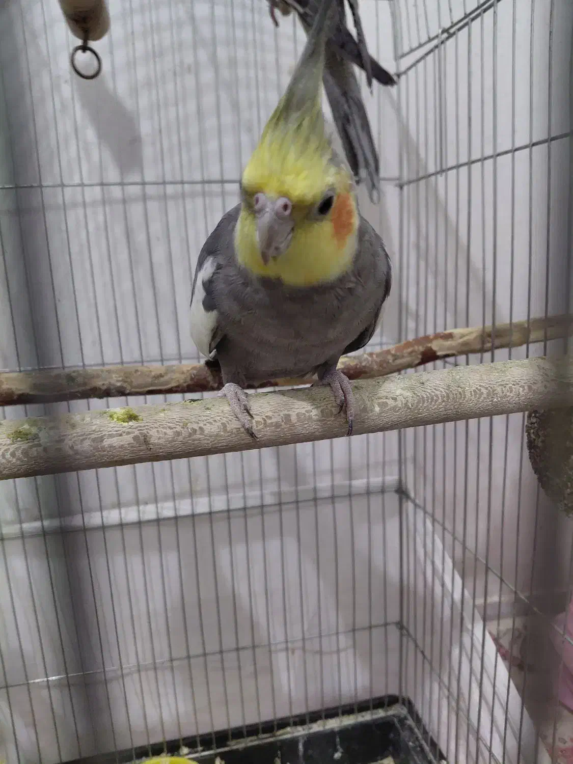 عروش هلندی|پرنده|اصفهان, عمان سامانی|دیوار