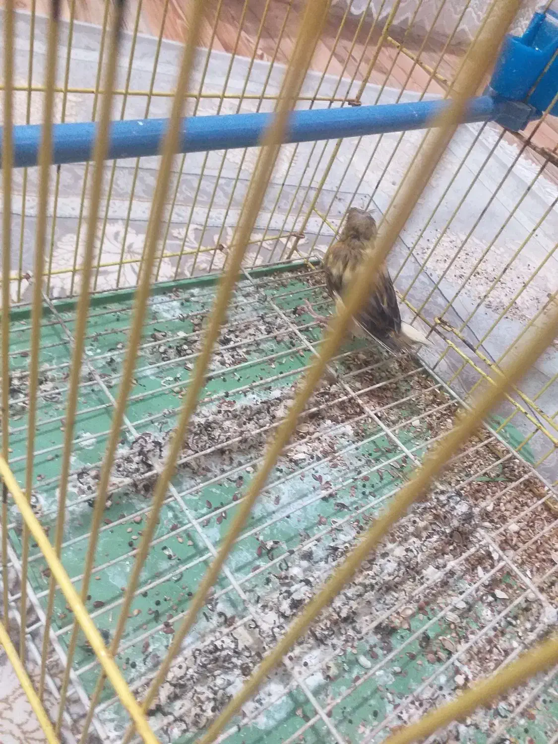 قناری|پرنده|مسجد سلیمان, |دیوار